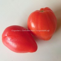 Томат Красное сердце гном /dwarf Red Heart /