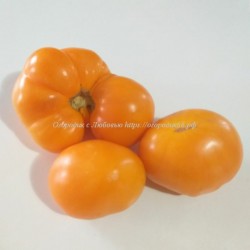 Томат Совершенная Хурма Юко ( Yuko's Persimmon Perfection, США)