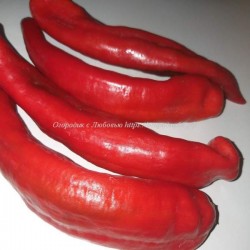 Сладкий перец Гигантский Аконкагуа (Aconcagua pepper) Аргентина