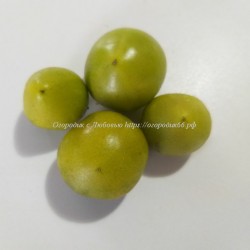 Томат Зелёный Марсианин /Dwarf Green Martian/