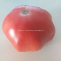 Томат От Батюшки Макария