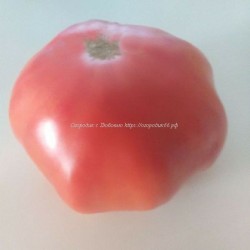 Томат От Батюшки Макария