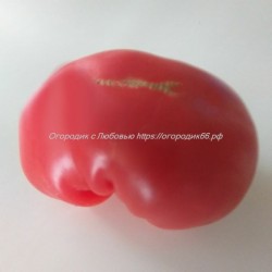 Томат Costoluto di Lenno, Италия