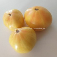 Томат Драгоценность Айдахо (Dwarf Idaho Gem Tomato )