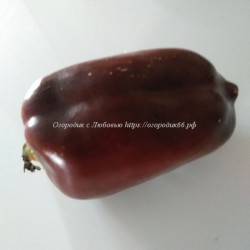 Сладкий перец Шоколадная красавица ( Chocolate Beauty), США