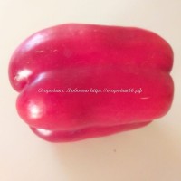 Сладкий перец Фиолетовое любовное яблоко (Lila Liebesapfel), Германия