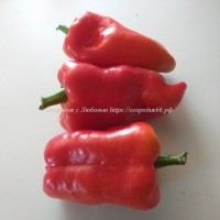 Сладкий перец Красный колокольчик "Пузатик" (Red Bells
