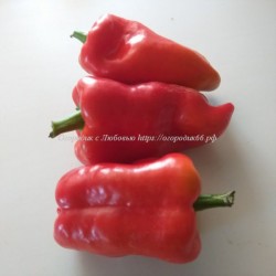 Сладкий перец Красный колокольчик "Пузатик" (Red Bells