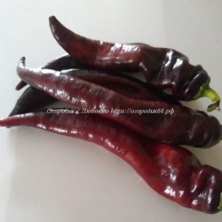 Сладкий перец Маркони фиолетовый (Marconi Purple), Италия