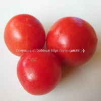 Томат Krumpiras (Croatian Early tomato super)