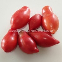 Томат Монстр Сонроджо-2 (Dwarf Sonrojo Monster Tomato)