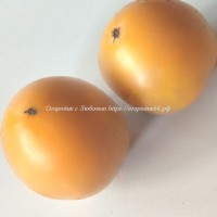 Томат Оранжевая Гордость (Orange Pride Dwarf  )