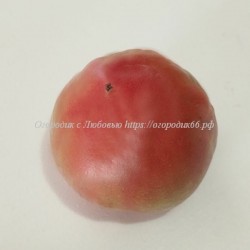 Томат Красный томат Сары (Dwarf Sarah's red tomato )