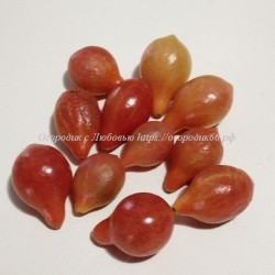 Томат Кисть красных груш (red cluster pear)