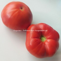 Томат Красный садовый (Cherven Gradinski Червен градински )