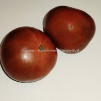 Томат Махагон или Красное Дерево (Mahogany Dwarf)