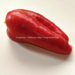 Сладкий перец Благородный рыцарь красный (Gentle RED Knight )