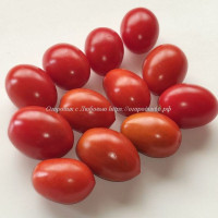Томат Даттерини красный (Datterini red)