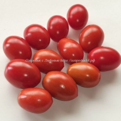 Томат Даттерини красный (Datterini red)