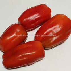 Сладкий перец Orange Beauty (Оранжевая красавица), США