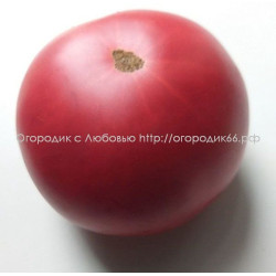 Томат Розовый Блян (Болгария)