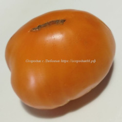 Томат Рыжий апельсин (Rughy Orange)