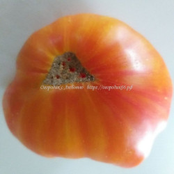Томат Красный живот (Red Belly )