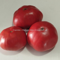 Томат Томаты из Трамонте (Pomodoro di Tramonte)