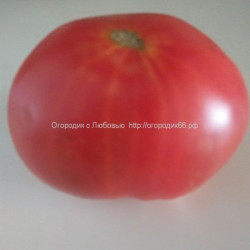 Томат Итальянское дерево (Italian Tree)