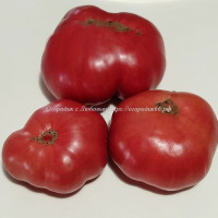 Томат Розовая Ливия /Dwarf Pink Livija/