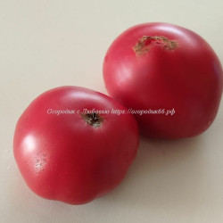 Томат Глушь (Boondocks Potato Leaf)