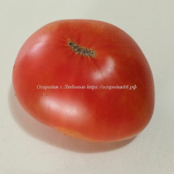 Томат Абрикосовый Конфитюр (Confiture D'Abricot)