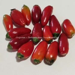 Острый перец Jalapeno Sweet