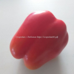 Сладкий перец Мега Италия красный (Mega Italy Red)