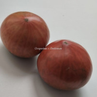 Томат Черный из Мурсии (Negro De Murcia)