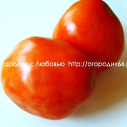 Томат Алёна люкс