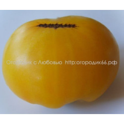 Томат Золотое сердце Америки