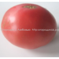 Томат Гигант Новикова