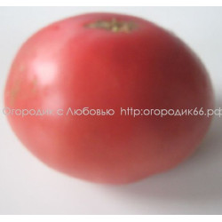 Томат Гигант Новикова