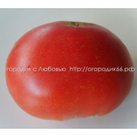 Томат Роза Барбастро (Rosa De Barbastro), Испания.