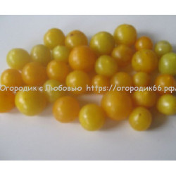 Томат Сладкий черри желтый ( Sweet Cherry Yellow)
