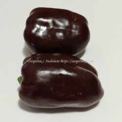 Сладкий перец Chocolate Beauty (Шоколадная красавица), США