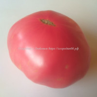 Roze Mari de Suceava, Румыния