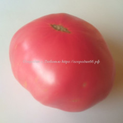 Roze Mari de Suceava, Румыния