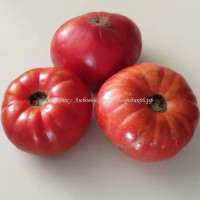 Томат Викуля