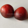 Томат Вишня Джонса (Dwarf Johnson's Cherry )