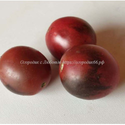 Томат Вишня мокко (mocha’s cherry)