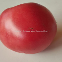 Томат Монстр Сонродзе (Dwarf Sonrojo Monster Tomato)