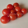 Томат Пимполло (PIMPOLLO)