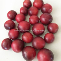 Томат Рейнхарда фиолетовый сахар ( Reinhards Purple Sugar